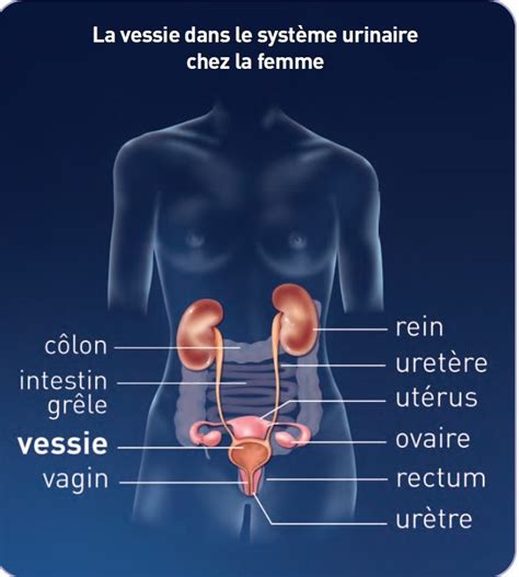 photo méat urinaire femme|Méat urinaire féminin : anomalies, pour quel。